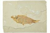 Fossil Fish (Knightia) - Green River Formation #224496-1